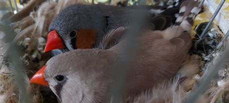 Zebra Finch - Ζεμπράκια 