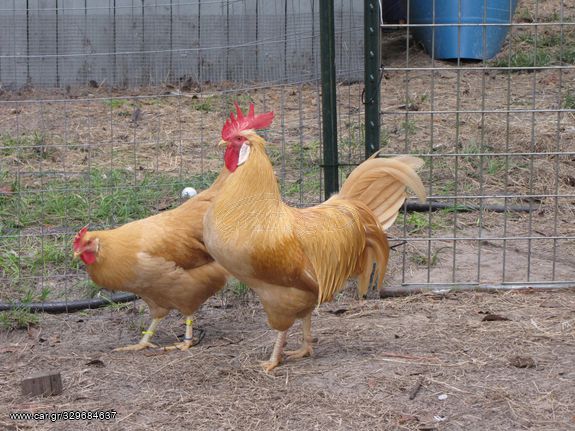 Αυγά Εκκόλαψης από την καθαρόαιμη ράτσα Buff Leghorn