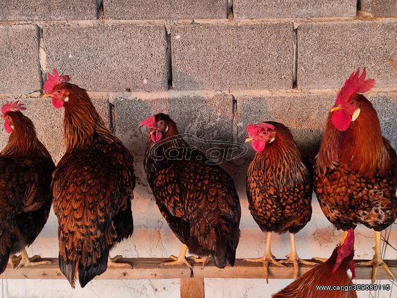 Αυγά Εκκόλαψης από την καθαρόαιμη ράτσα Golden Laced Leghorn 