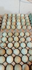 Αυγά κότας για εκολαψη 
