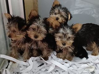 yorkshire terrier