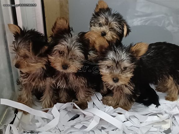 yorkshire terrier