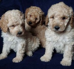 ΚΑΝΙΣ ΓΙΓΑΣ-POODLE GIAND