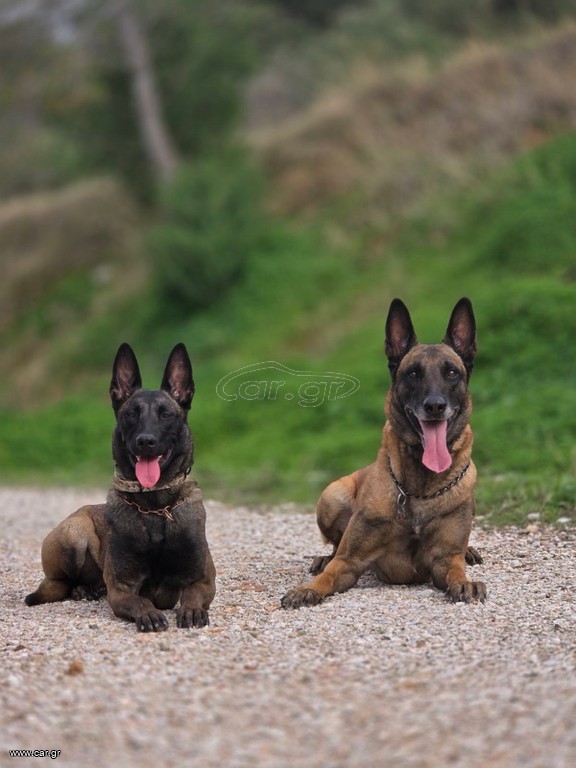MALINOIS FCI WORKBLOOD