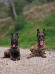 MALINOIS FCI WORKBLOOD