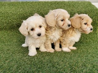 Maltipoo-Μάλτιπου-thumb-9