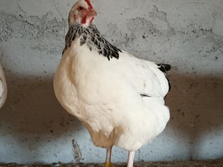 Αυγά Sussex light -thumb-2