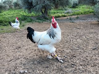 Αυγά Sussex light -thumb-4