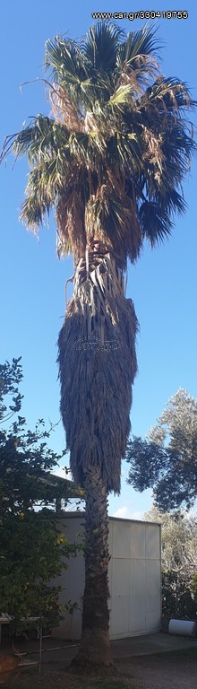 Φοίνικας 13 μέτρα