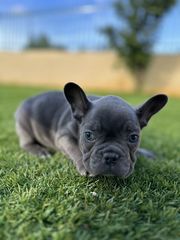 Γαλλικό Μπούλντοκ Μπλέ-French bulldog blue-thumb-11