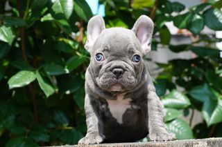 Γαλλικό Μπούλντοκ Μπλέ-French bulldog blue