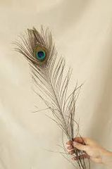 Φτερά παγωνιου ινδικου ή θιβετ