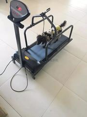 SKYGYM Dog Treadmill sport machine-thumb-2