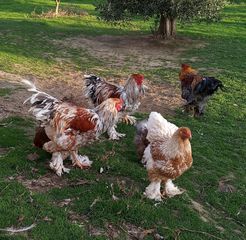 Αυγά από Brahma κοτες-thumb-2
