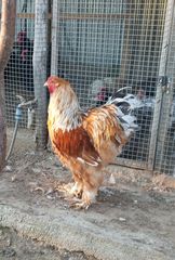 Αυγά από Brahma κοτες-thumb-3