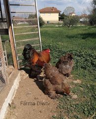 Αυγά από Brahma κοτες-thumb-7