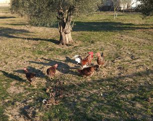 Αυγα ράτσες κότας-thumb-1