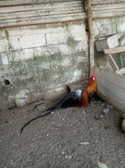 Αυγα ράτσες κότας-thumb-16