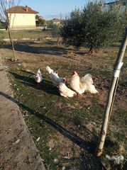 Αυγα ράτσες κότας-thumb-20