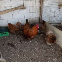 Αυγα ράτσες κότας-thumb-22