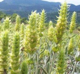 Βιολογικο πιστοποιημενο Τσαι του βουνού 300 κιλα