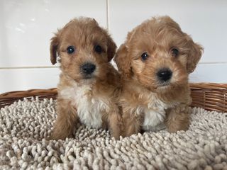 Μάλτιπου-Maltipoo-thumb-2