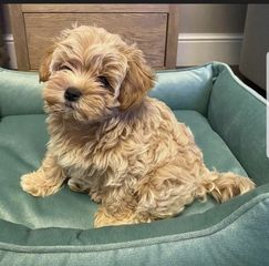 Μάλτιπου-Maltipoo-thumb-3
