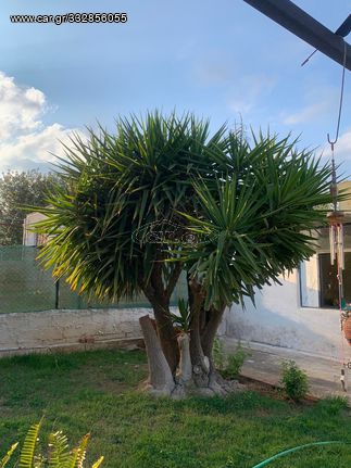 Γιουκα 4 μετρα 