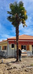 ΦΟΙΝΙΚΑΣ 11-12μετρων-thumb-1
