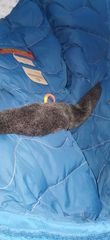 PARAJUMPERS MASTERPIECE KODIAK-thumb-16