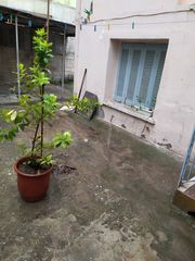 Δάφνη δέντρο σε γλάστρα-thumb-2