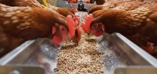 Μηχανήματα Pellets 2026-thumb-7
