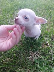 Τσιουάουα-Chihuahua mini-thumb-2
