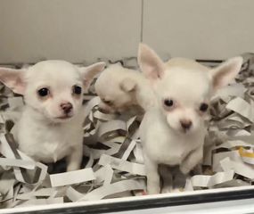 Τσιουάουα-Chihuahua mini-thumb-1