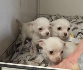 Τσιουάουα-Chihuahua mini-thumb-4