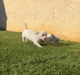 Τσιουάουα-Chihuahua mini-thumb-5