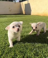 Τσιουάουα-Chihuahua mini-thumb-6