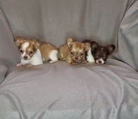 Τσιουάουα-Chihuahua mini