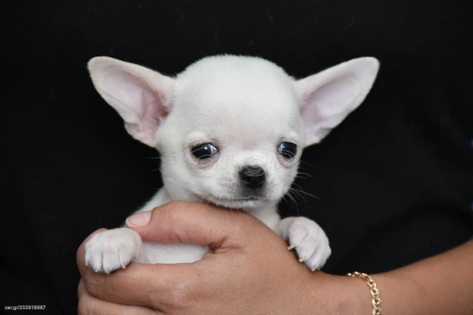 Τσιουάουα-Chihuahua mini