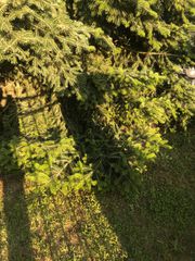 20 χρόνων έλατο-thumb-1