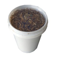 Αποξηραμένα Aλευροσκούληκα Mealworm 500ml/100gr