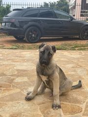 Κάνγκαλ-kangal -thumb-1