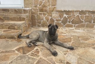 Κάνγκαλ-kangal -thumb-2
