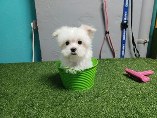 Maltese toy