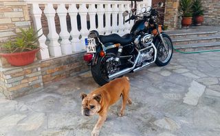 Harley Davidson XL 883 Standard 1992-thumb-3