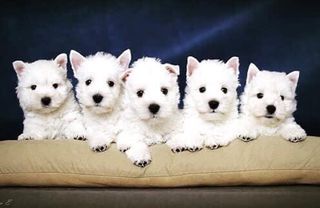 Γουέστ Χάιλαντ Γουάιτ Τεριέ / West Highland White Terrier"Γουέστι 