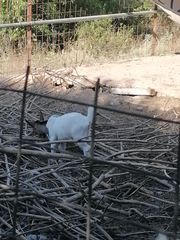 Κατσίκες Μινι 