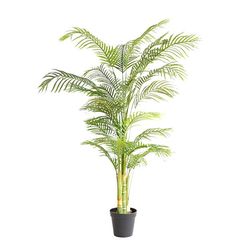 PALM TREE  NP5506_180_22  ΥΨΟΣ 180cm NewPlan