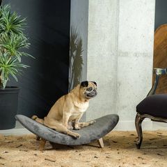 Κρεβάτι Σκύλου Chrysi 85x49x25 (cm) σε Σκούρο Γκρι και Τιρκουάζ