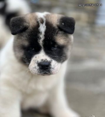 American akita